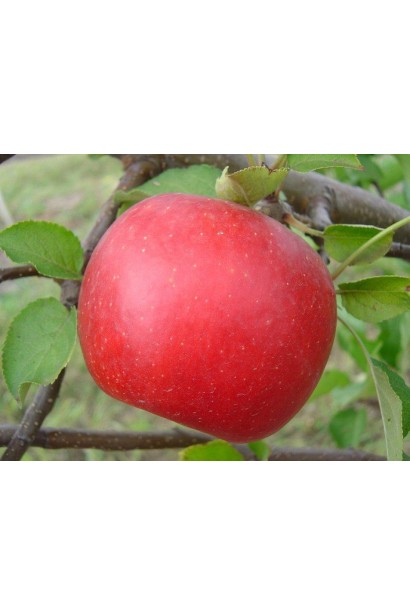 Яблуня зимова Джонаголд Ерлі Квін плоди